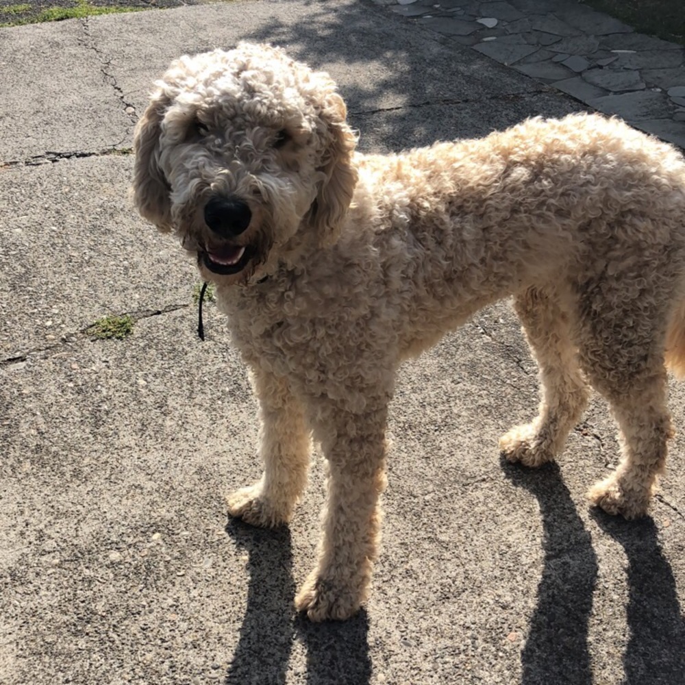 Meet your Posher, Jasmine